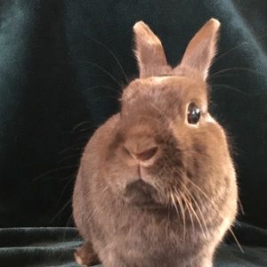 Meet your Posher, Eliza